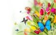 цветы, крылья, насекомые, тюльпаны, бабочки