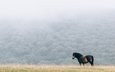 лошадь, природа, туман, поле, конь, грива