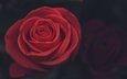 цветок, роза, лепестки, крупный план, красная роза