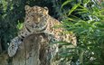 растения, леопард, хищник, большая кошка, амурский, william warby