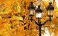 дерево, листья, макро, осень, фонарь