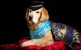 портрет, собака, ткань, черный фон, костюм, накидка, принц, шляпа, жилет, золотистый ретривер