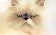 глаза, фон, усы, кошка, взгляд, персидская кошка