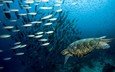 черепаха, рыбы, подводный мир, коралловый риф