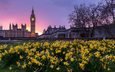 цветы, закат, лондон, здания, биг-бен, парламент