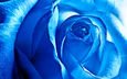 цветок, роза, лепестки, синяя роза, крупным планом