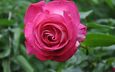 цветок, роза, лепестки, сад, бутон, розовый