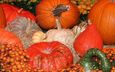 осень, урожай, овощи, тыквы, тыква, плоды осени