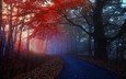 дорога, деревья, лес, туман, осень