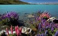 цветы, озеро, скалы, природа, берег, пейзаж, море, новая зеландия, люпины
