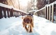 снег, зима, собака, прогулка, спаниель, кокер-спаниель
