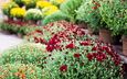 цветы, трава, сад, растение, хризантемы, клумба, маргаритки, гвоздики, цветник