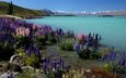 цветы, вода, озеро, горы, берег, пейзаж, море, новая зеландия, люпины