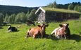 трава, лето, домик, стадо, коровы
