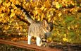 природа, листья, кот, листва, кошка, осень, котенок