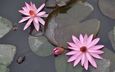 цветение, отражение, цветок, пруд, вьетнам, водяная лилия