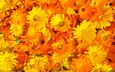 цветы, цветение, лето, лепестки, растение, желтые, оранжевые, календула, ноготки