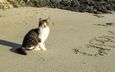 море, песок, пляж, кот, мордочка, кошка, взгляд, животное