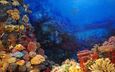 море, рыбки, рыбы, кораллы, подводный мир, тропические рыбы
