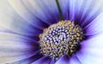 цветок, лепестки, пыльца, гербера, маргаритка, крупным планом, сине-белый