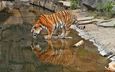 тигр, большая кошка, зоопарк