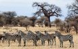 зебра, животные, африка, стадо, саванна