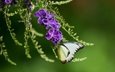 насекомое, фон, бабочка, крылья, фиолетовые цветы, дуранта