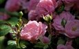 цветы, бутоны, розы, лепестки, розовый куст