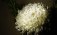 цветок, лепестки, бутон, темный фон, белая, хризантема