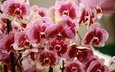 цветы, цветение, лепестки, орхидеи, фаленопсис
