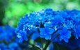 цветы, фон, голубые, соцветия, боке, гортензия