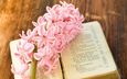 цветок, весна, лепесток, розовый, книга, страницы, гиацинт