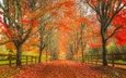 дорога, деревья, листья, осень, вашингтон, забор, аллея, сноквалми