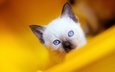 фон, кошка, взгляд, котенок, мордашка, голубые глаза, сиамский, голубоглазый, рэгдолл