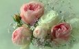 цветы, фон, розы, лепестки, букет, sonata zemgulienе
