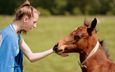 лошадь, природа, девушка, настроение, конь, дружба, жеребенок, контакт