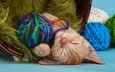 кот, кошка, сон, котенок, спит, рыжий, клубки, нитки, пряжа