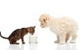 кошка, котенок, собака, щенок, белый фон, стакан, молоко, болонка, мальтийская болонка, мальтезе