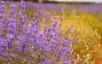 цветы, поле, лаванда, фиолетовые цветы