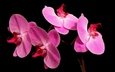 макро, фон, лепестки, черный фон, розовые, орхидея, фаленопсис