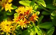 насекомое, цветок, растение, макросъемка, пчела, желтые цветы