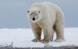 морда, снег, природа, полярный медведь, взгляд, медведь, белый медведь, арктика