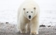 морда, снег, природа, зима, лапы, полярный медведь, взгляд, медведь, белый медведь, арктика