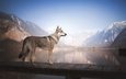 вода, озеро, горы, мост, собака, чехословацкая волчья собака, чехословацкий влчак
