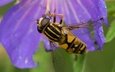 природа, насекомое, цветок, пчела, шершень, трутень