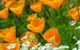 цветы, природа, эшшольция, желтые цветы, калифорнийский мак