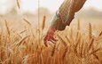 рука, настроение, лето, колосья, пшеница