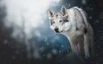 снег, лес, зима, фон, взгляд, собака, снегопад, волчья собака сарлоса, волчья собака