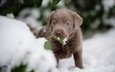 снег, листья, мордочка, собака, щенок, лабрадор-ретривер