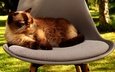 кот, мордочка, усы, кошка, стул, британская короткошерстная, британская короткошерстная кошка
